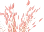 ΔΙΑΚΟΣΜΗΤΙΚΟ ΜΠΟΥΚΕΤΟ ΑΠΟΞΗΡΑΜΕΝΟ HM7960 RABBIT TAIL-PINK 75Υεκ.