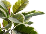 ΔΙΑΚΟΣΜΗΤΙΚΟ ΣΥΝΘΕΤΙΚΟ ΦΥΤΟ HM7972 OAK LEAF ΣΕ ΓΛΑΣΤΡΑ 85Υεκ.