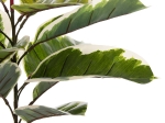 ΔΙΑΚΟΣΜΗΤΙΚΟ ΣΥΝΘΕΤΙΚΟ ΦΥΤΟ HM7972 OAK LEAF ΣΕ ΓΛΑΣΤΡΑ 85Υεκ.
