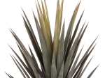 ΔΙΑΚΟΣΜΗΤΙΚΟ ΣΥΝΘΕΤΙΚΟ ΦΥΤΟ HM7987 SISAL AGAVE ΣΕ ΓΛΑΣΤΡΑ 120Υεκ.