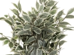 ΦΥΤΟ ΣΕ ΓΛΑΣΤΡΑ GREEN19 PAKOWORLD Φ50X120ΕΚ