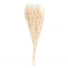 Διακοσμητικά Λουλούδια Statice Natural LBTAH-AX21026 70cm Beige Andrea House