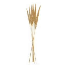 Διακοσμητικά Λουλούδια Cream Phragmitos (Σετ 6Τμχ) LBTAH-AX70128 70cm Brown Andrea House