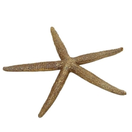 Διακοσμητικό Ζωάκι Αστερίας MT2715K4 20,5x2,5x2,5cm Gold Espiel Πολυρεσίνη