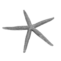 Διακοσμητικός Αστερίας MT2714K6 12,5x11x1,5cm Silver Espiel Πολυρεσίνη