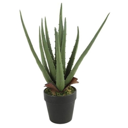 Διακοσμητικό Φυτό Σε Γλάστρα Aloe Vera 15x15x35cm Green Πολυαιθυλένιο