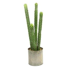 Διακοσμητικό Φυτό Σε Γλάστρα Cactaceae S 16x16x60cm Green Πολυαιθυλένιο