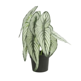 Φυτό Caladium Σε Κασπώ 013.787815 35cm Green