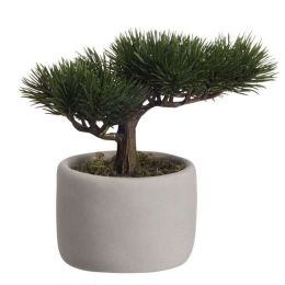Φυτό Σε Γλαστράκι Mini Pine 66224444 24,5x17,5x24,5cm Green Asa Πλαστικό