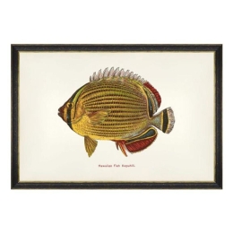 Κάδρο Fishes Of Hawaii - Kapuhili Fish FA13207 60X40 MindTheGap Οριζόντιοι Ξύλο