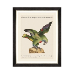 Κάδρο Parrots Of Brasil XII FA13222 40X50 MindTheGap Οριζόντιοι Ξύλο