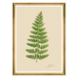 Κάδρο Ferns II FA13243 50x70cm Green MindTheGap Κάθετοι Ξύλο