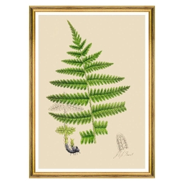 Κάδρο Ferns III FA13244 50x70cm Green MindTheGap Κάθετοι Ξύλο