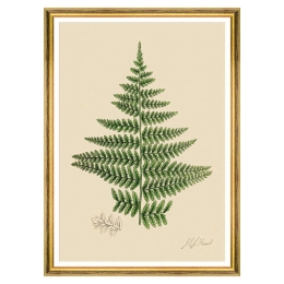 Κάδρο Ferns IV FA13245 50x70cm Green MindTheGap Κάθετοι Ξύλο