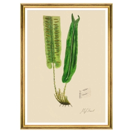 Κάδρο Ferns V FA13246 50x70cm Green MindTheGap Κάθετοι Ξύλο