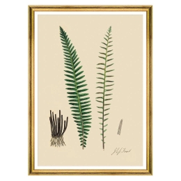 Κάδρο Ferns VI FA13247 50x70cm Green MindTheGap Κάθετοι Ξύλο