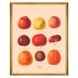 Κάδρο Pomona III FA13263 55x70cm Red-Yellow MindTheGap Κάθετοι Ξύλο
