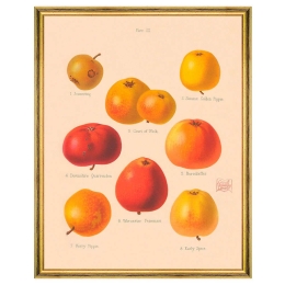 Κάδρο Pomona IV FA13264 55x70cm Yellow-Orange MindTheGap Κάθετοι Ξύλο