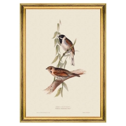 Κάδρο Reed Bunting FA13236 35x50cm Brown-Green MindTheGap Κάθετοι Ξύλο