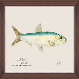 Κάδρο Mediterranean Fish - Sardine By F Clark Fa13379 50X35Cm Light Blue Mindthegap Οριζόντιοι Ξύλο