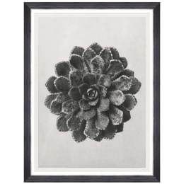 Κάδρο Saxifraga Aizon FA13414 60x80cm Black-White MindTheGap Κάθετοι Ξύλο,Γυαλί
