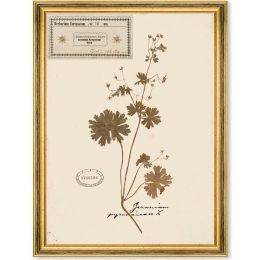 Κάδρο Herbarium Alpinium III FA13457 35x50cm Multi MindTheGap Κάθετοι Wood, Glass