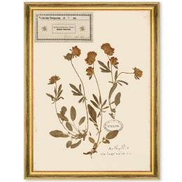 Κάδρο Herbarium Alpinium V FA13459 35x50cm Multi MindTheGap Κάθετοι Ξύλο,Γυαλί