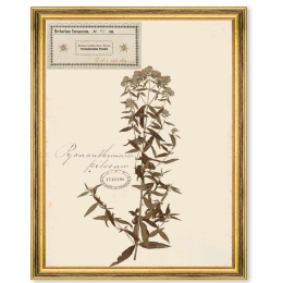 Κάδρο Herbarium Alpinium VI FA13460 35x50cm Multi MindTheGap Κάθετοι Ξύλο,Γυαλί