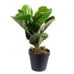 Τεχνητό Φυτό Φίκος Λυράτα 3670-6 15x25cm Green Supergreens Πολυαιθυλένιο
