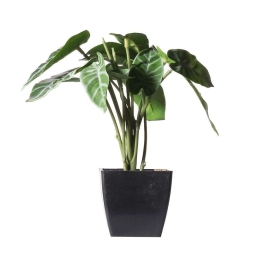 Τεχνητό Φυτό Αλοκάσια Amazonica Polly 0160-6 14x18x22cm Green Supergreens Πολυαιθυλένιο