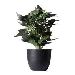 Τεχνητό Φυτό Κισσός Silver 7060-6 17x21x30cm Green Supergreens Πολυαιθυλένιο