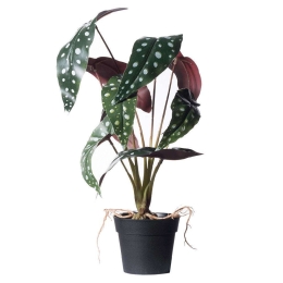 Τεχνητό Φυτό Μπιγκόνια Malucata 0460-6 27x27x40cm Multi Supergreens Πολυαιθυλένιο