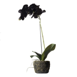 Τεχνητό Φυτό Ορχιδέα Με Βάση Moss 8070-6 26x26x60cm Black Supergreens Πολυαιθυλένιο