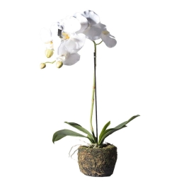 Τεχνητό Φυτό Ορχιδέα Με Βάση Moss 9070-6 26x26x60cm White Supergreens Πολυαιθυλένιο