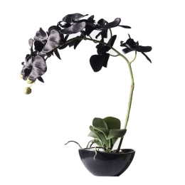 Τεχνητό Φυτό Ορχιδέα Με Κασπώ 1170-6 24x15x48cm Black Supergreens Πολυαιθυλένιο