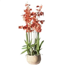 Τεχνητό Φυτό Ορχιδέα Με Κασπώ 1270-6 51x51x90cm White Supergreens Πολυαιθυλένιο