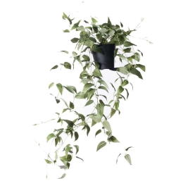 Τεχνητό Φυτό Πόθος Green Queen 6360-6 20x20x72cm Green Supergreens Πολυαιθυλένιο