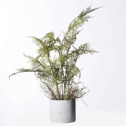 Τεχνητό Φυτό Σπαράγγι Setaceus 2360-6 30x32x50cm Green Supergreens Πολυαιθυλένιο