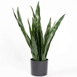 Τεχνητό Φυτό Σανσεβιέρια Robusta 0980-6 70cm Green Supergreens Πολυαιθυλένιο