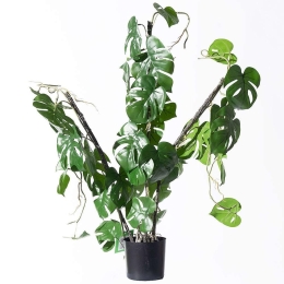 Τεχνητό Φυτό Μονστέρα Minima Vining 6161-7 30x75cm Green Supergreens Πολυαιθυλένιο