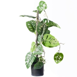 Τεχνητό Φυτό Μονστέρα Andansonii 7161-7 25x60cm Green Supergreens Πολυαιθυλένιο