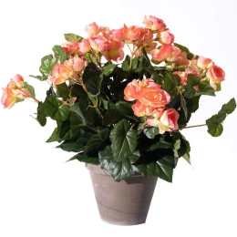 Τεχνητό Φυτό Μπιγκόνια 5290-6 36x36x37cm Pink Supergreens Πολυέστερ