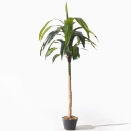 Τεχνητό Δέντρο Δράκαινα 7130-6 170cm Green-Beige Supergreens Πολυαιθυλένιο,Ύφασμα