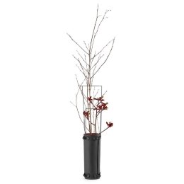 Βάζο Antes D11 H29 B7219023 Black-Rouge Serax Κεραμικό