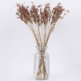 Μπουκέτο Αποξηραμένο Cyperus 36500 60cm (Ακαθόριστος Αριθμός Τμχ) Beige-Brown Globostar