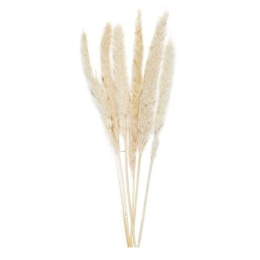 Διακοσμητικά Λουλούδια White Phragmitos (Σετ 6Τμχ) LBTAH-AX70127 70cm Ecru Andrea House