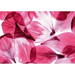 Φωτοταπετσαρία Dstandard A&G 0051Fts 360x254cm Fuchsia New Plan