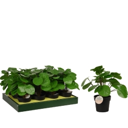 ΦΥΤΟ ΤΕΧΝΗΤΟ ARTELIBRE PILEA 25CM ΜΑΥΡΟ ΣΕ ΜΑΥΡΟ ΓΛΑΣΤΡΑΚΙ 98X85MM